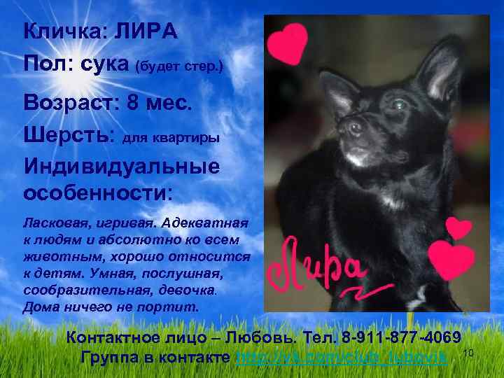 Кличка: ЛИРА Пол: сука (будет стер. ) Возраст: 8 мес. Шерсть: для квартиры Индивидуальные