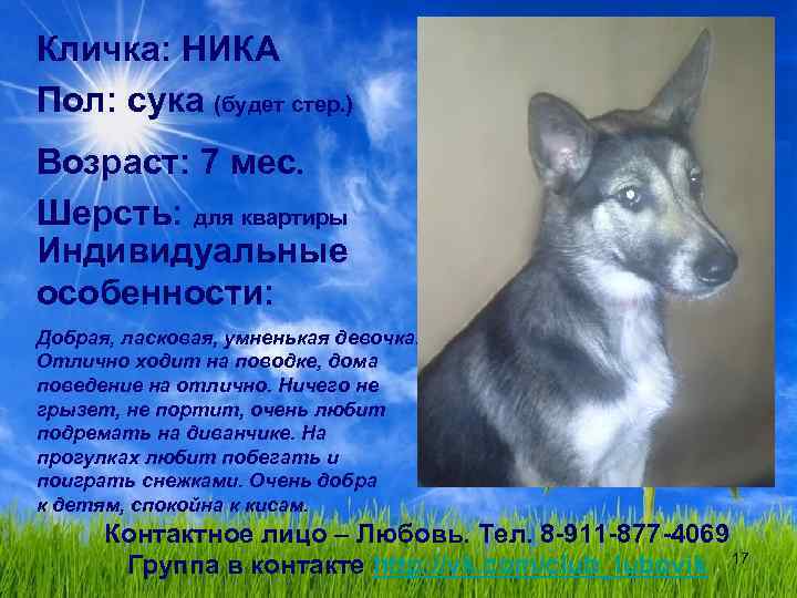 Кличка: НИКА Пол: сука (будет стер. ) Возраст: 7 мес. Шерсть: для квартиры Индивидуальные