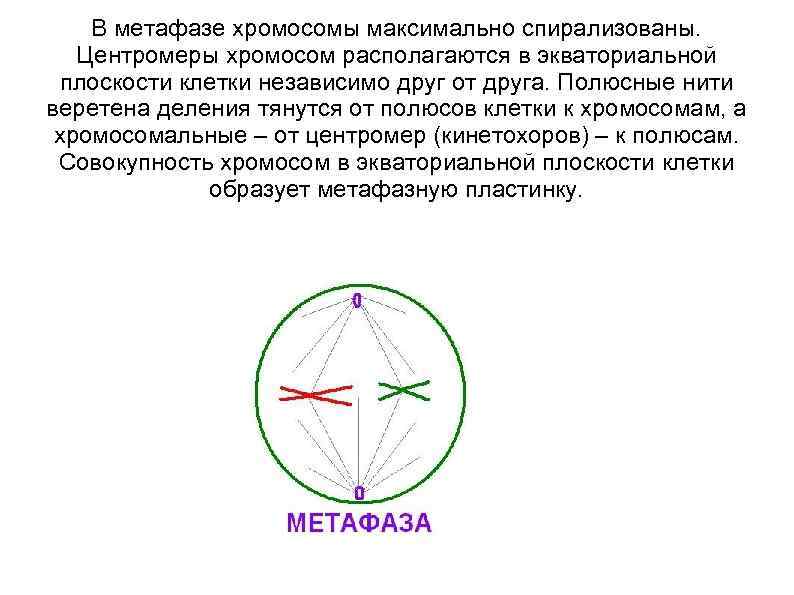   В метафазе хромосомы максимально спирализованы. Центромеры хромосом располагаются в экваториальной плоскости клетки