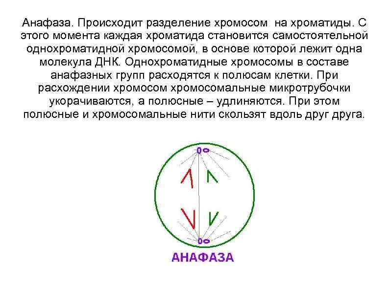 Анафаза. Происходит разделение хромосом на хроматиды. С этого момента каждая хроматида становится самостоятельной однохроматидной