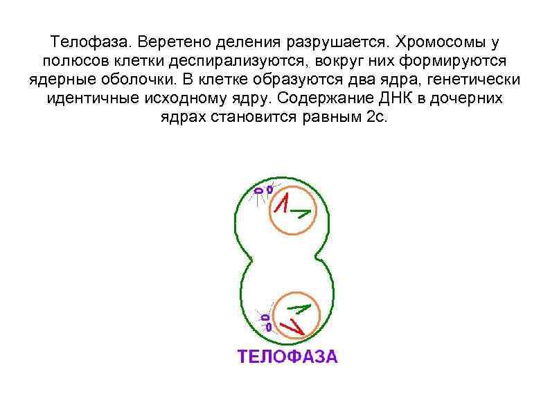  Телофаза. Веретено деления разрушается. Хромосомы у полюсов клетки деспирализуются, вокруг них формируются ядерные