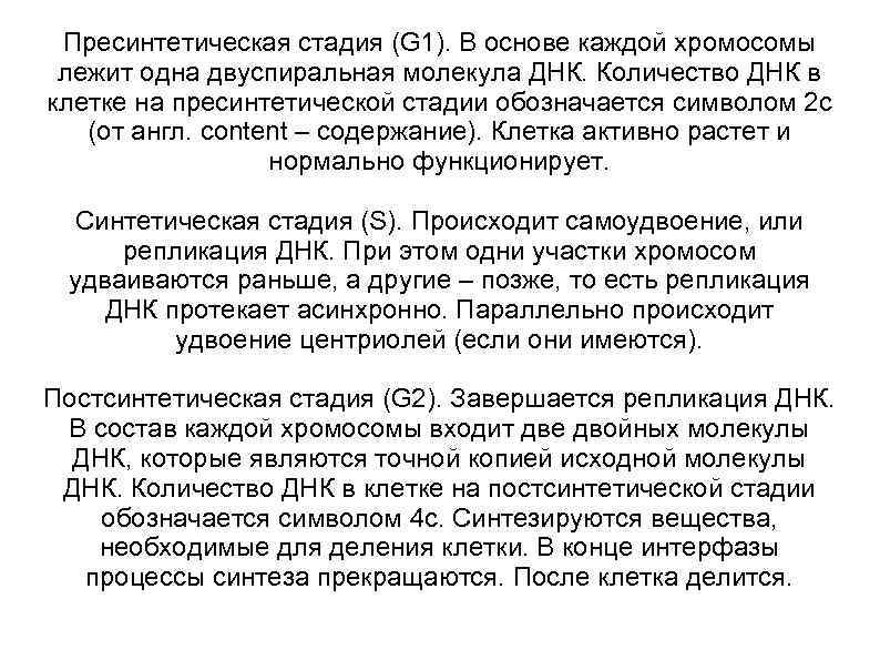  Пресинтетическая стадия (G 1). В основе каждой хромосомы лежит одна двуспиральная молекула ДНК.