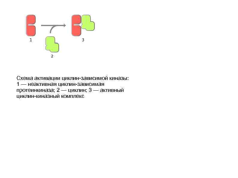Схема активации циклин-зависимой киназы: 1 — неактивная циклин-зависимая протеинкиназа; 2 — циклин; 3 —