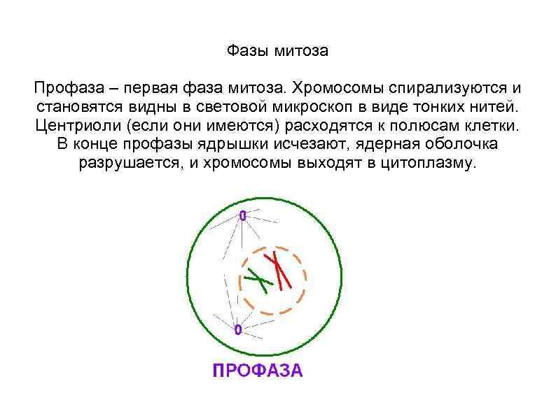      Фазы митоза Профаза – первая фаза митоза. Хромосомы спирализуются
