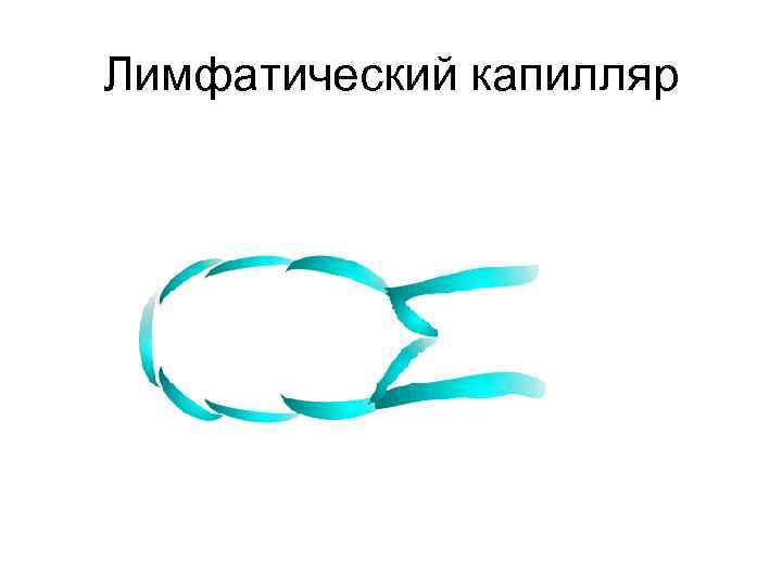 Лимфатический капилляр 