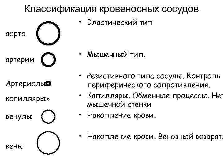   Классификация кровеносных сосудов    • Эластический тип аорта  