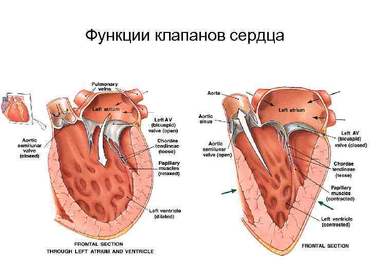 Левый клапан сердца