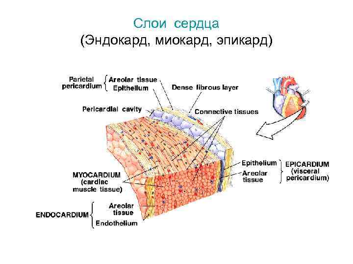 Слои сердца. Слои миокарда. Слои эндокарда. Слои эндокарда гистология.