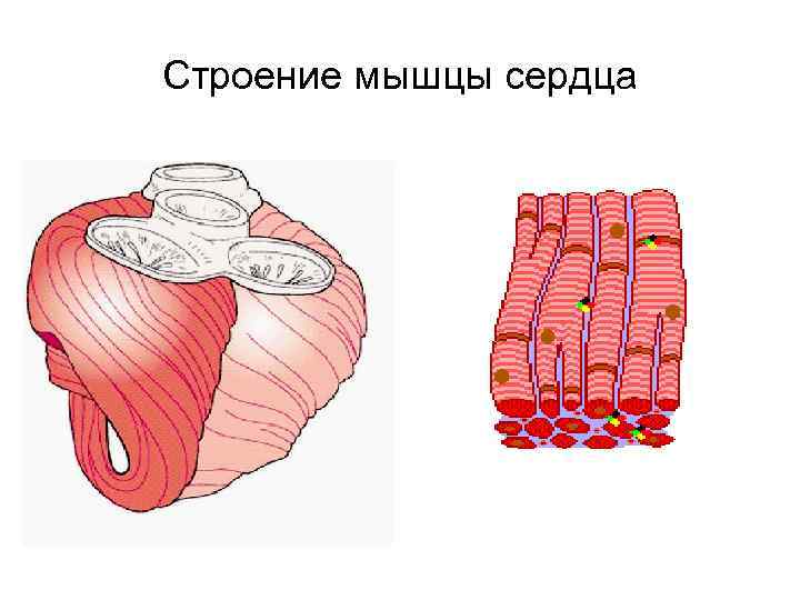 Сердечная мышца рисунок