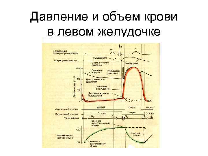 Диаграмма давления и объема крови для желудочков сердца