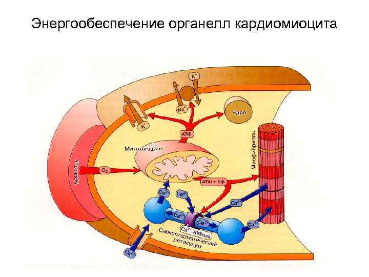 Энергообеспечение органелл кардиомиоцита 