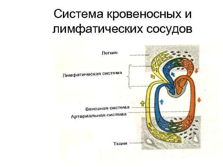 Система кровеносных и лимфатических сосудов 