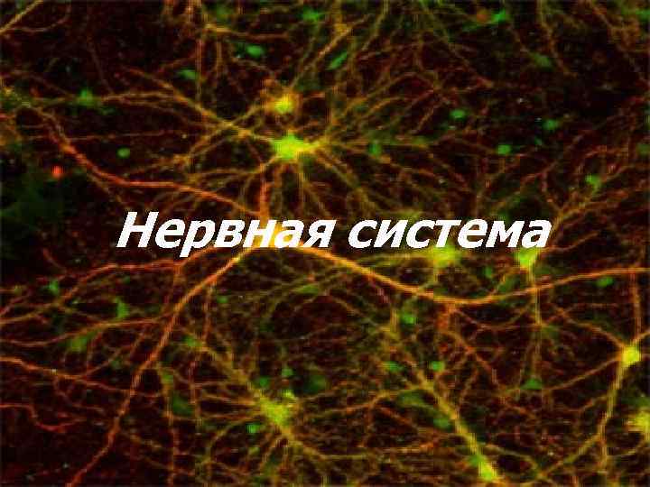 Нервная система Нервная система