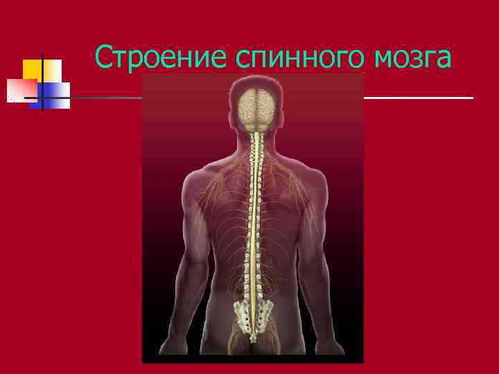 Строение спинного мозга Строение спинного мозга