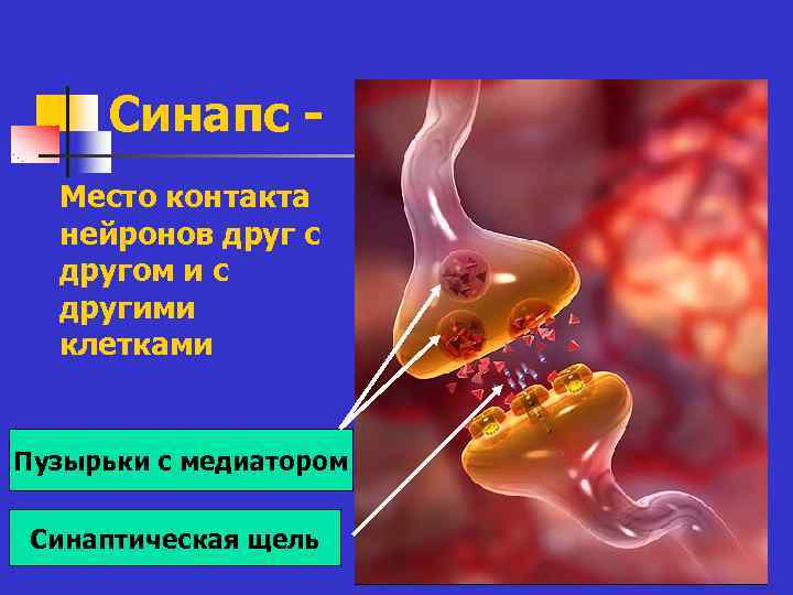 Синапс - n Место контакта нейронов друг с другом и с Синапс - n Место контакта нейронов друг с другом и с