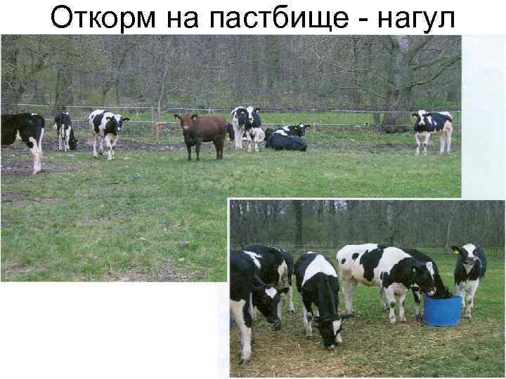 Откорм на пастбище - нагул 