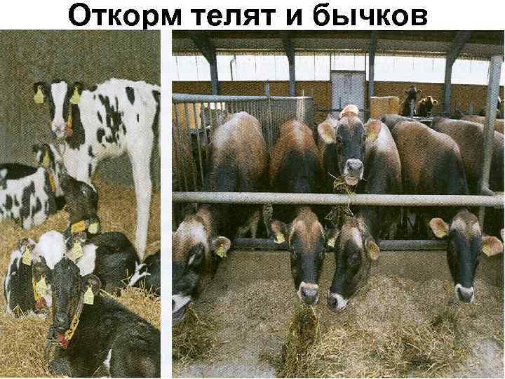 Откорм телят и бычков 