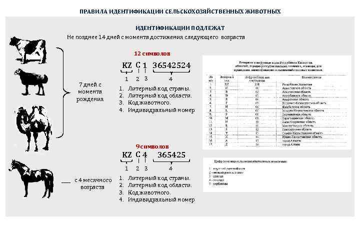 Учет сельскохозяйственных животных. Система идентификации коров. Государственная система идентификации крупного рогатого скота.