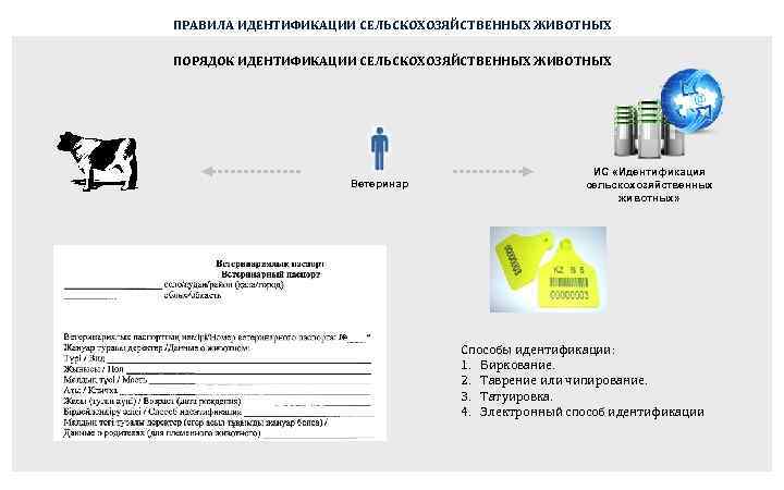 Учет сельскохозяйственных животных. Государственная система идентификации крупного рогатого скота. Способы идентификации сельскохозяйственных животных таблица. Способы идентификации животных.