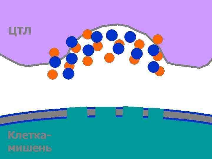 ЦТЛ Клетка- мишень  14 