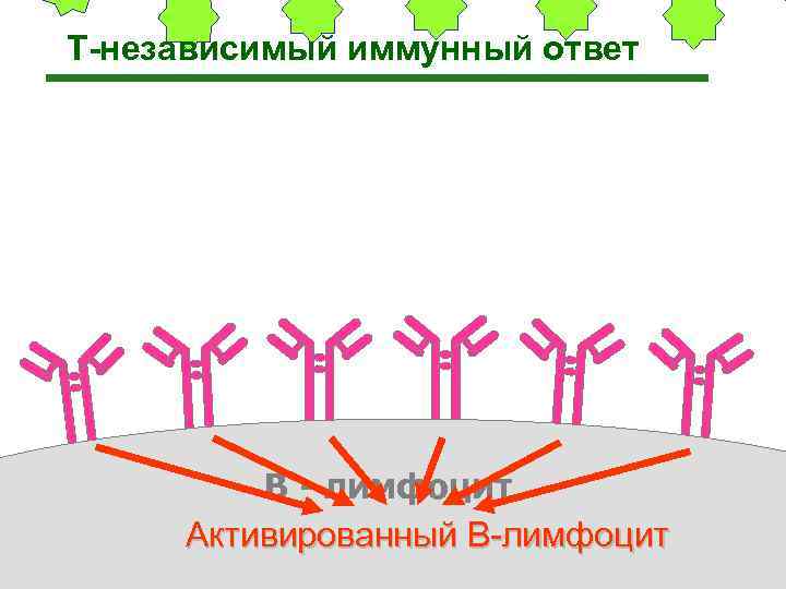 Т-независимый иммунный ответ   В - лимфоцит Активированный В-лимфоцит  20 