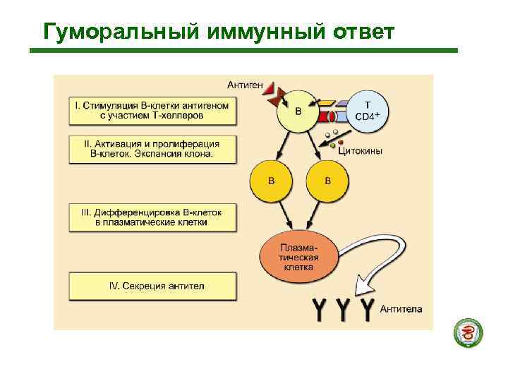 Гуморальный иммунный ответ 
