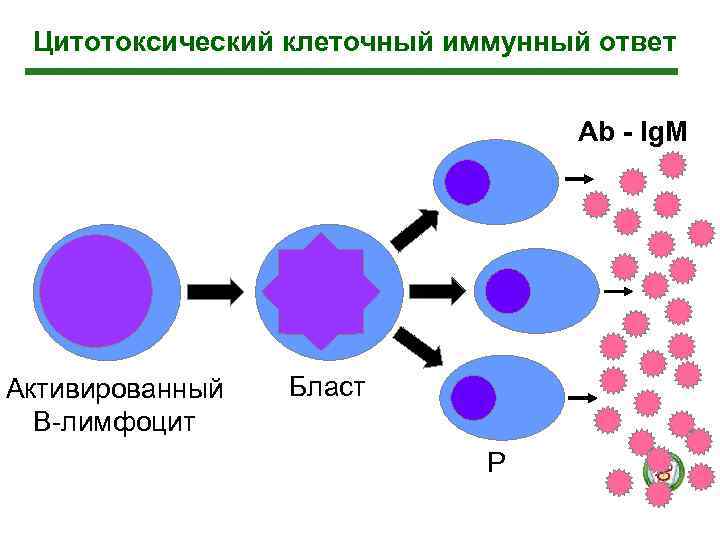  Цитотоксический клеточный иммунный ответ       Аb - Ig.