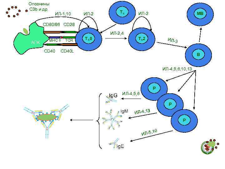 Опсонины С 3 b и др.    ИЛ-1, 10  ИЛ-2 