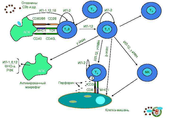    Опсонины    С 3 b и др.  