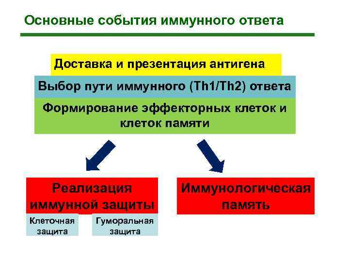 Основные события иммунного ответа  Доставка и презентация антигена Выбор пути иммунного (Тh 1/Th