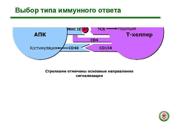 Выбор типа иммунного ответа 
