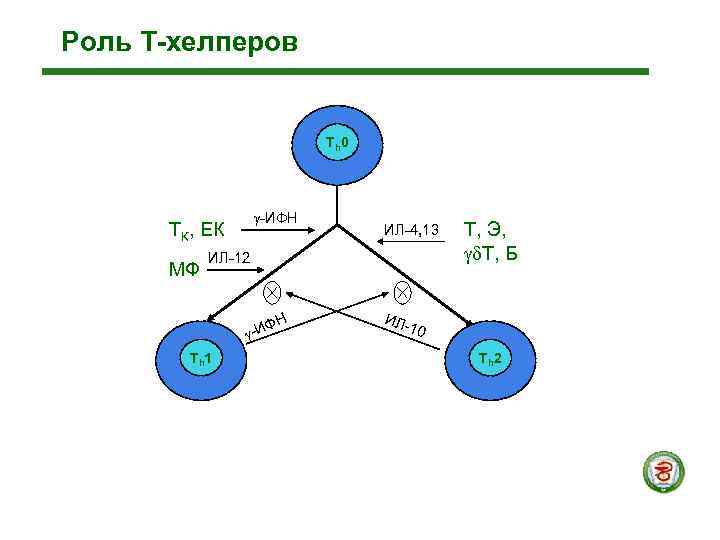 Роль Т-хелперов     Th 0     -ИФН 