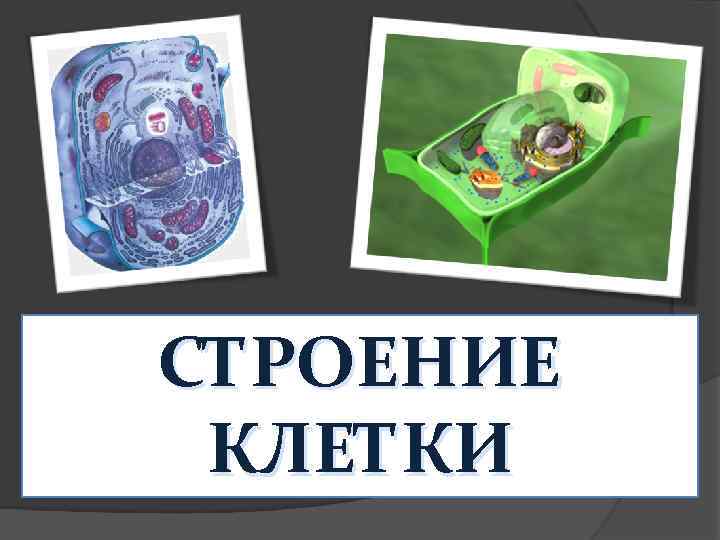 СТРОЕНИЕ КЛЕТКИ 
