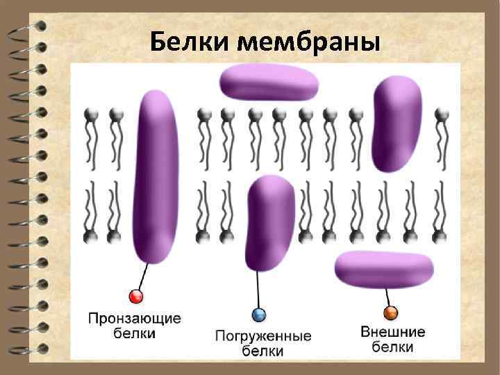 Белки мембраны 