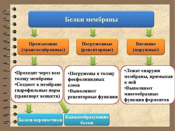      Белки мембраны  Пронзающие   Погруженные  