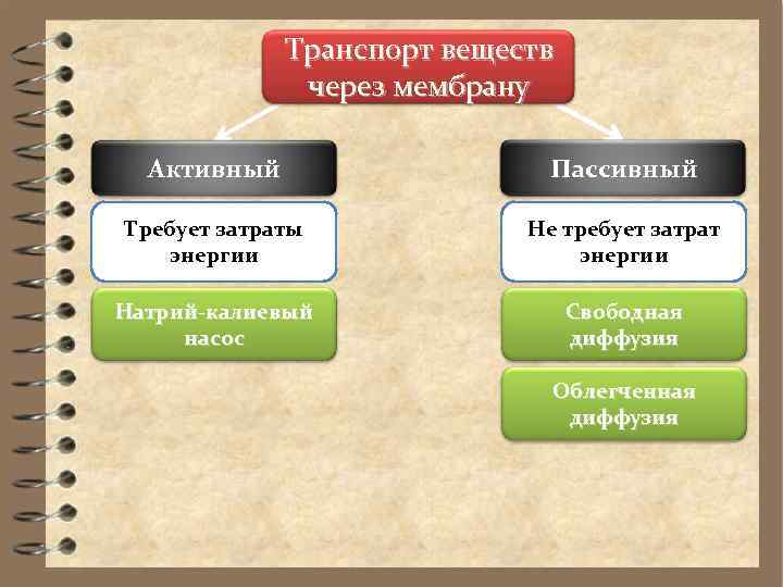    Транспорт веществ    через мембрану  Активный  