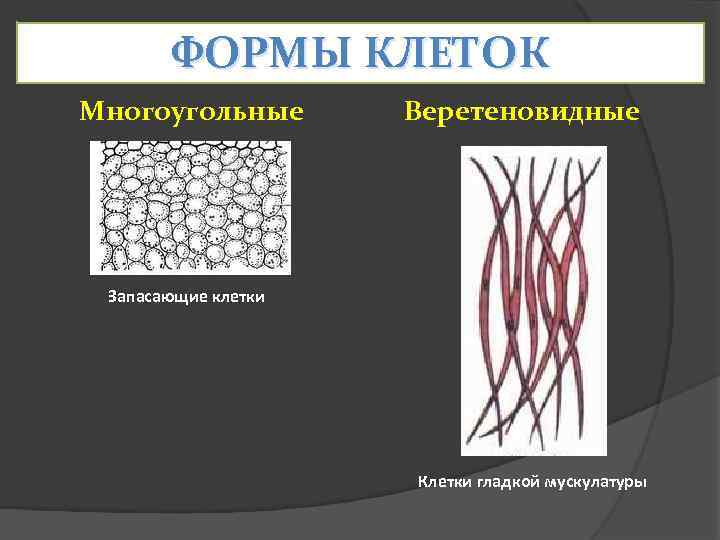 Формы клеток. Веретеновидная форма клеток. Шаровидная форма клетки. Округлая форма клетки.