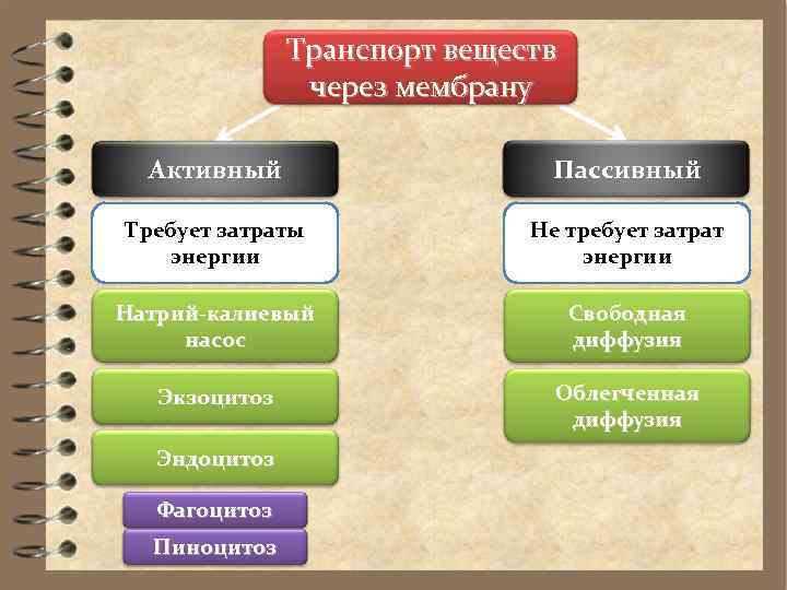     Транспорт веществ   через мембрану  Активный  