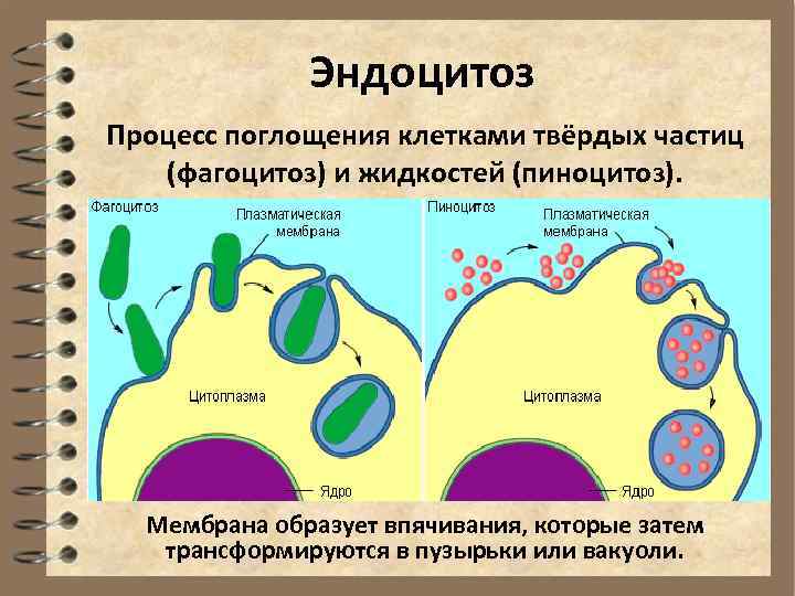 Захват мембраной клетки твердых частиц. Плазматическая мембрана эндоцитоз. Эндоцитоз процесс поглощения. Эндоцитоз фагоцитоз пиноцитоз. Процесс поглощения клеткой твердых частиц.