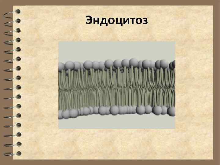 Эндоцитоз 