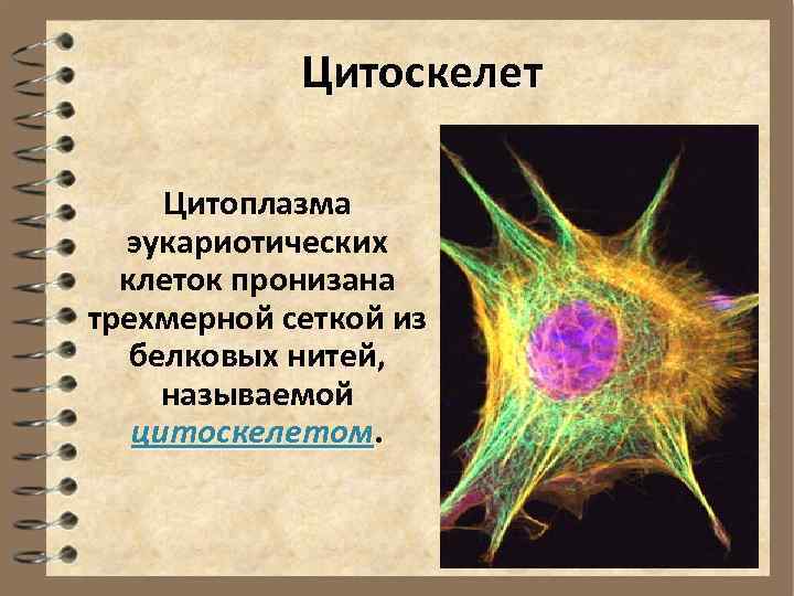 Цитоскелет это