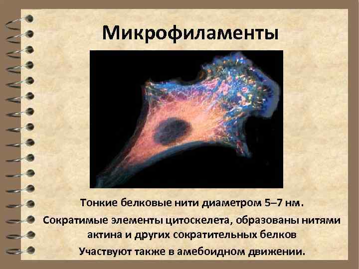    Микрофиламенты  Тонкие белковые нити диаметром 5– 7 нм. Сократимые элементы