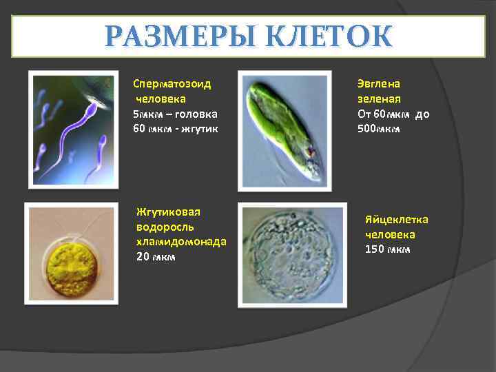 РАЗМЕРЫ КЛЕТОК Сперматозоид  Эвглена  человека  зеленая 5 мкм – головка От