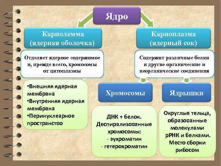      Ядро Кариолемма      Кариоплазма (ядерная