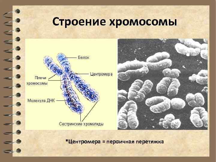 Строение хромосомы *Центромера = первичная перетяжка 