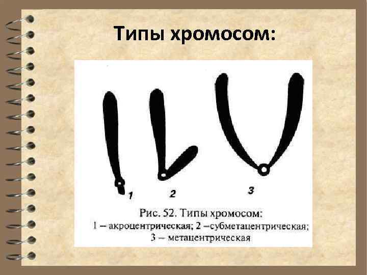 Типы хромосом: 