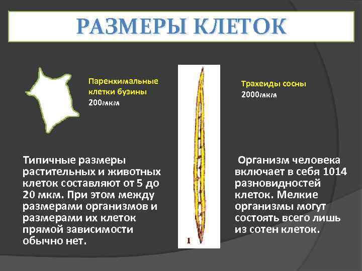    РАЗМЕРЫ КЛЕТОК   Паренхимальные   Трахеиды сосны  
