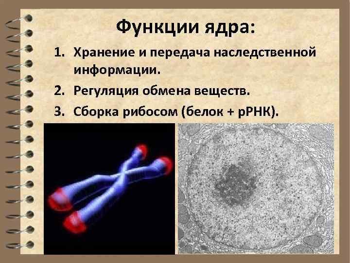   Функции ядра: 1. Хранение и передача наследственной информации. 2. Регуляция обмена веществ.