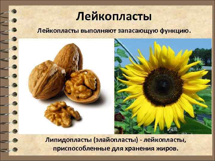   Лейкопласты выполняют запасающую функцию.  Липидопласты (элайопласты) - лейкопласты,  приспособленные для