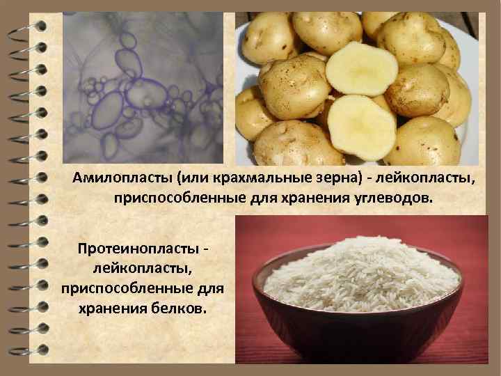  Амилопласты (или крахмальные зерна) - лейкопласты,  приспособленные для хранения углеводов. Протеинопласты -